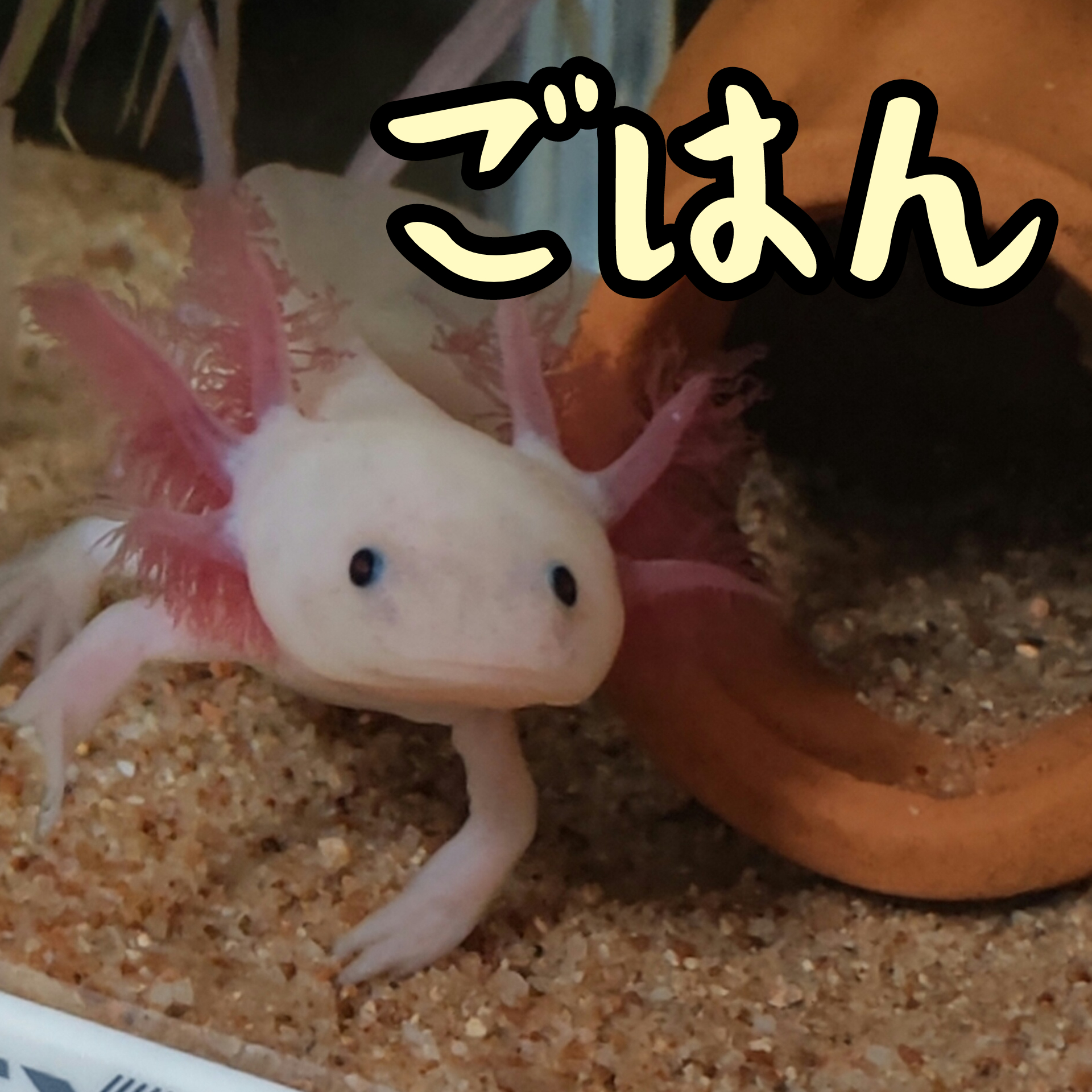 ウーパールーパーのケガと2足歩行オトシンクルス 日記 あんきもブログ ウーパールーパーのケガと2足歩行オトシンクルス 日記 あんきもブログ